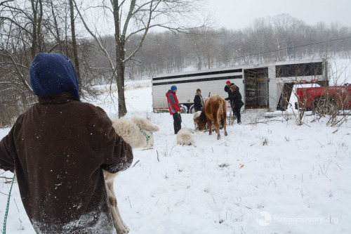 scalestails:animalsoffarmsanctuary:Emergency Rescue: Twenty Imperiled Animals Will Sleep in Warmth &