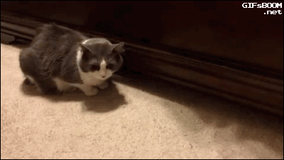 catsdogsblog:More GIFs: http://catsdogsblog.tumblr.com