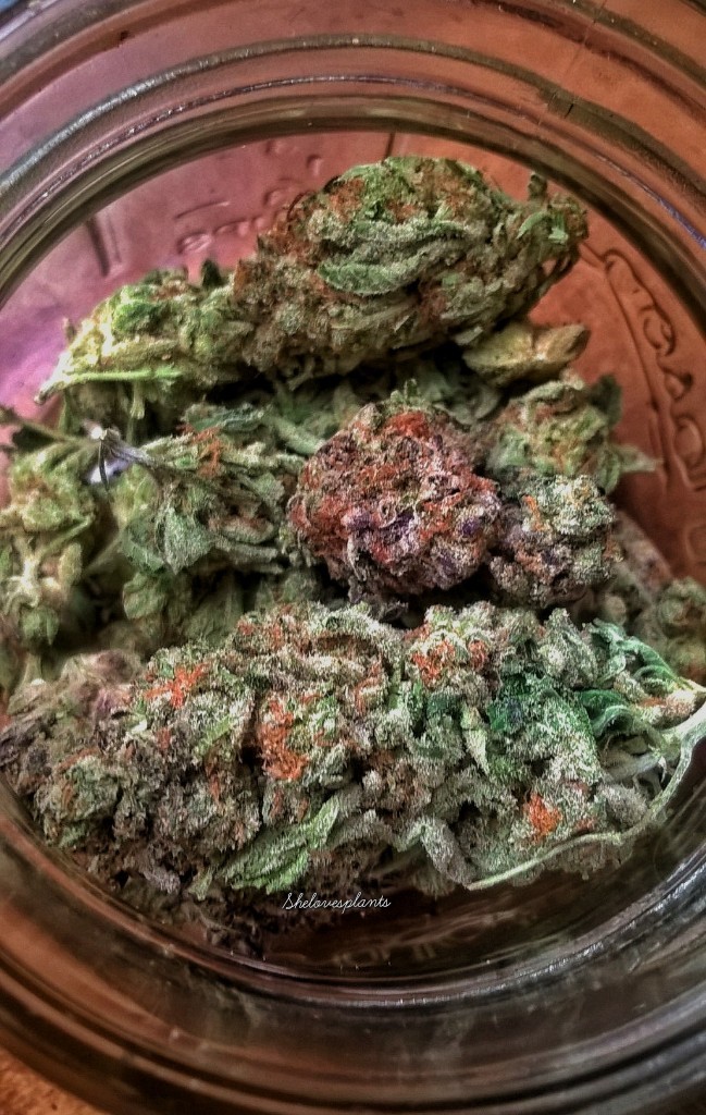 shelovesplants:Cool whip 💨😊 80% indica and 20% Sativa 💨💨