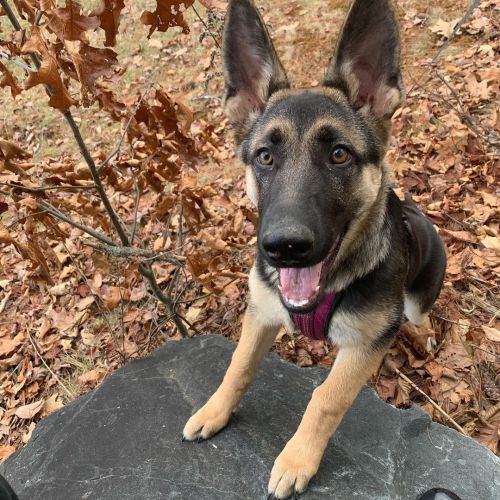 She’s such a sweetheart #germanshepherd #puppy #puppylife #playtime #puppyplaytime #park #flowers #s