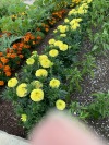 Marigolds flowers yellows