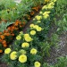 Marigolds flowers yellows