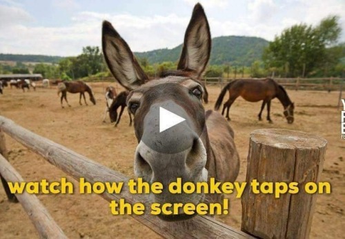 #OMG this is funny! Tap to watch!........#funny #lol #video #lmao #donkey #animal #animals #bahahaha