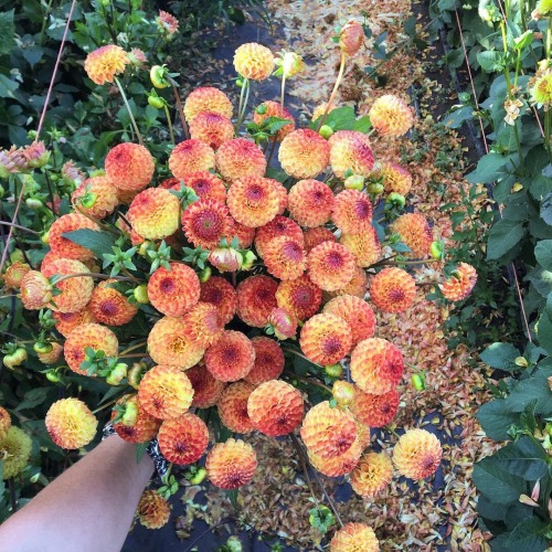 oldfarmhouse::One of my all time favorite dahlias ‘Ginger Willo’. Yes, that’s the real spelling. The