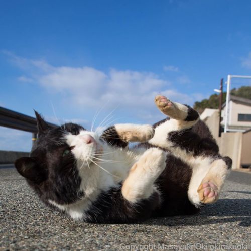 okirakuoki: ごろりん。  #cat #ねこhttps://www.instagram.com/p/B7ONjhIlHzp/?igshid=ndot9iizi3kl 
