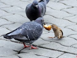 pigeonaday:Pigeon 138