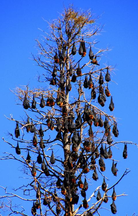 Pierre Pouliquin (French, b. Mercuer, Ardèche, France, based Canberra, Australia) - Batstree, 2009, 