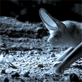 cvssian: Planet Earth II: Desert Long-Eared Bat vs Deathstalker Scorpion