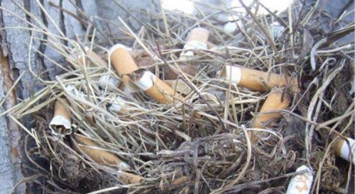 Porn Pics ultrafacts:  Stuffing cigarette butts into