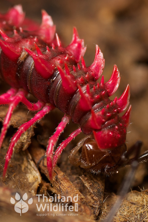 invertebrates:history1970s:mirkokosmos:Desmoxytes Purpurosea - Shocking Pink Dragon Millipede