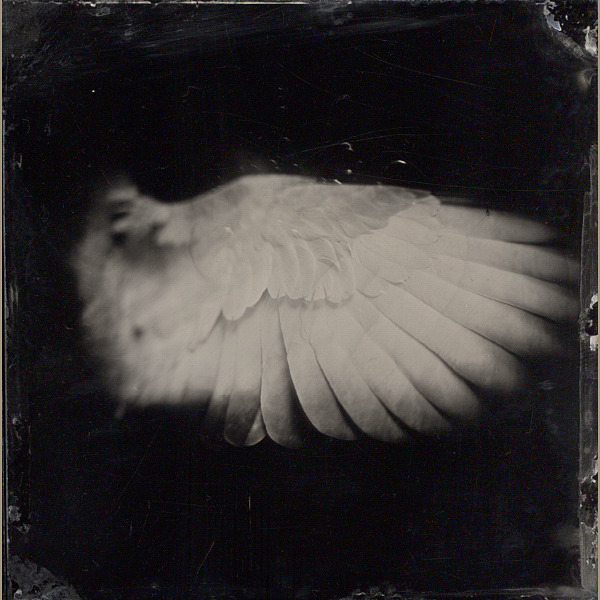 regardintemporel:  Silverbox Studio Lisboa  - Wings 