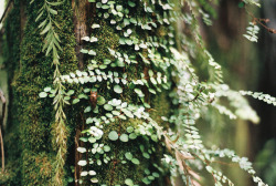 turbinis:Moss and leaves by Ellen Munro on Flickr.