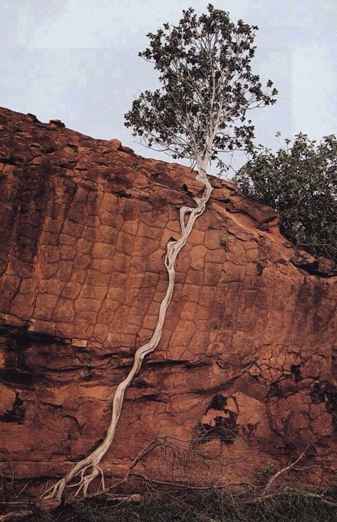 kijakazibibi:glamoramamama75:Where there’s a will… In the end, nature will always win.