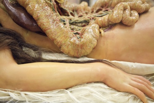 worldstrangeweb: Anatomical Venus wax medical model
