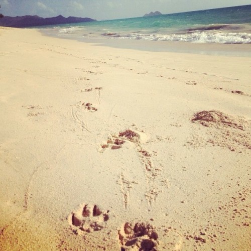 Little baby girls paws #paradise #paws #beach #morningrun #puppy #HIlife #ocean #hawaii #bebs #presu