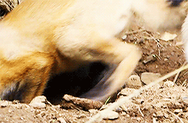 fuckthechantry:brave wilderness + friendly baby fox!