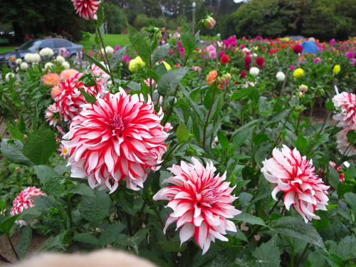 adventuresofharry:  If the week gets challenging for you, think of these beautiful dahlias, OK?! - Harry #GoldenGatePark 
