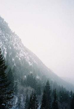 tumhblr:  nature / vintage