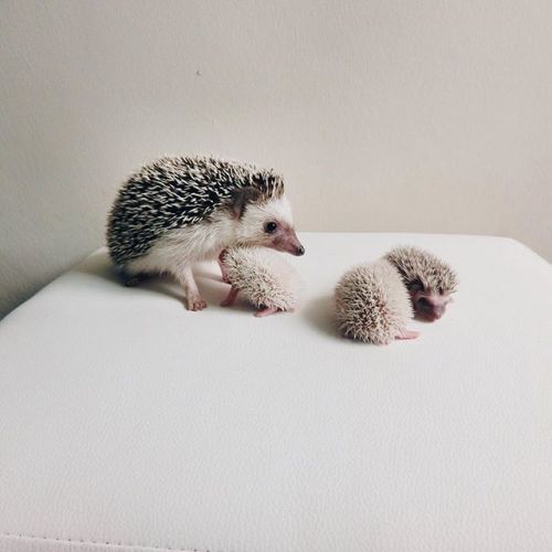 styleandcreate: Hedgehog cuteness via Hogybaby’s Instagram Follow Style and Create at Instagram | Pi