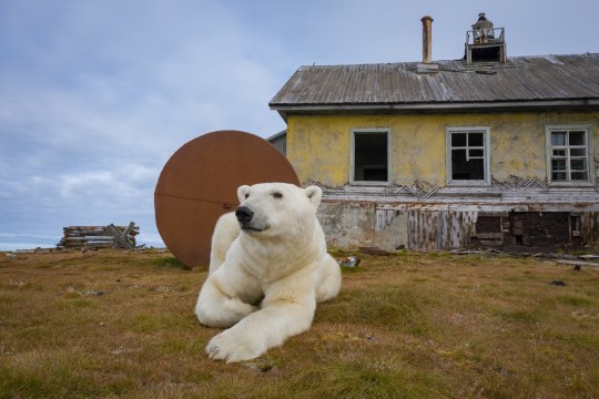 rizsilemming:escapekit:Polar bear Station Russian-based wildlife photographer Dmitry Kokh ventured to an abandoned meteorological station on Kolyuchin Island, where polar bears have taken over the station. @medvusz @pictures-of-dogs 