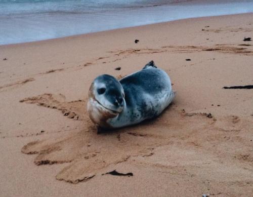 July 21: A leopard seal has made its way up from Antarctica and has been hauling out onto Sydney bea