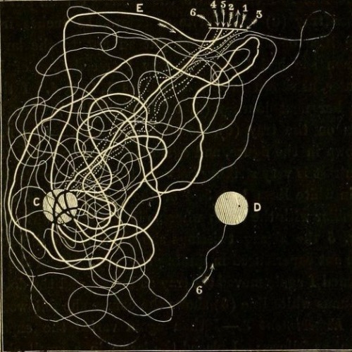 nemfrog:Ant trails observed by scientist. Ants, bees, and wasps : a record of observations on the ha