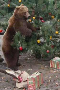 tastefullyoffensive:  &ldquo;Come, they told me, bear rum pa pum pum: The first weekend of December will find many of us trimming the Christmas tree with colorful ornaments. Including the residents of the Hagenbeck Zoo in Hamburg, Germany.” (photo and