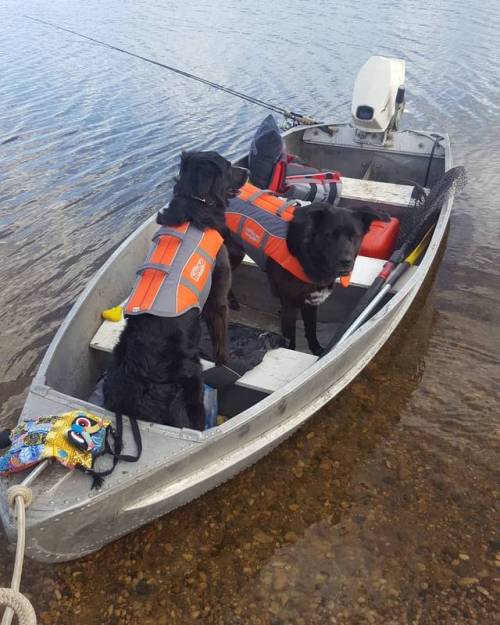 fleshcircus:  Safety first bitches (particularly Cargo who likes to stand on the very edge of the boat)