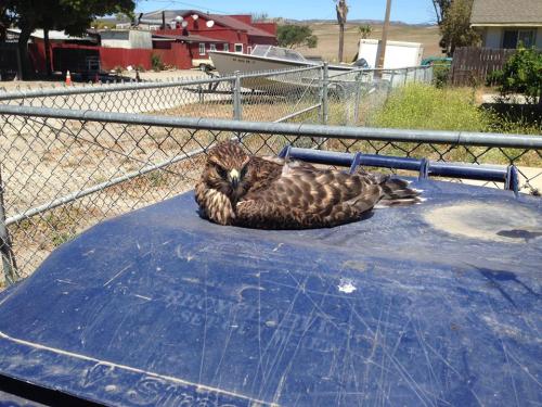 crazycritterlife:A compilation of “melted” goshawks, for your viewing pleasure