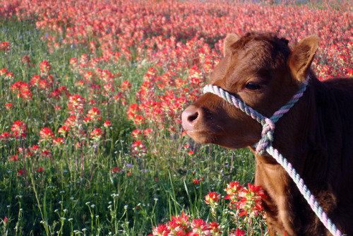 dollribbons: cute little cow baby in a field of red flowers