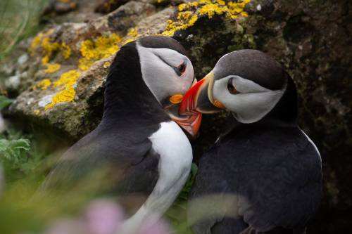 peacephotography: Puffins on Lunga island, Scotland.Photograph: Murdo MacLeod