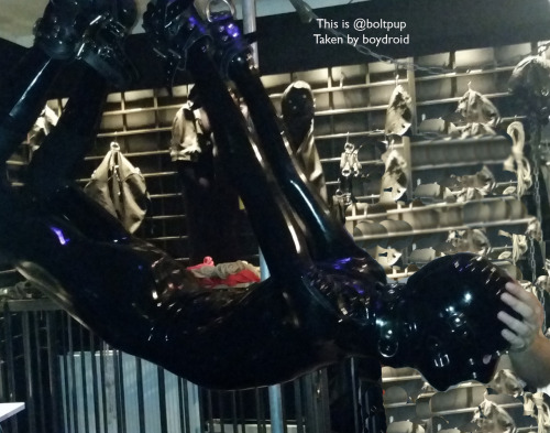 pupbolt:  Bolt gimp suspended in full rubber at a recent dungeon party. So many thanks to the Sirs involved and boydroid for taking pics! An amazing time…this was just one of the four hot scenes that I gratefully submitted to over 10 hours. *wags* 