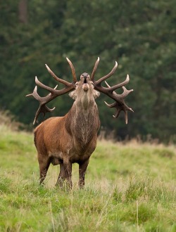 beautiful-wildlife: Red Deer by An De Wilde