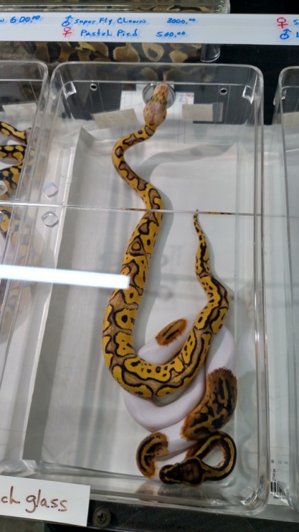 Colorado reptile shows, aka &ldquo;I HOPE YOU LIKE BALL PYTHONS LOL&rdquo; Actually one guy 