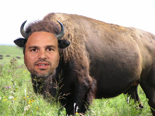 markruffalo:  aos-skimmons:  so I was thinking that mark ruffalo sounds a lot like mark buffalo, and then i decided that i obviously wasn’t going to be the only one who thought about this. so i typed ‘ruffalo the buffalo’ into google images and