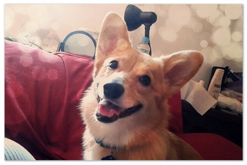 Ridiculously Photogenic Corgi