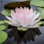 lovewaterlilly