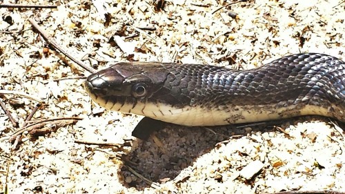 super-pretty:rainbowsnakes:Ah yes. The classic tense black rat snake pose. “I see you human- watch as I pretend to develop a thousand spinal kinks from looking at your face..”  I learned from my dad growing up that they do this so they don’t register