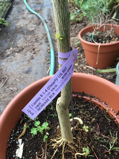 Citrus about to bloom 