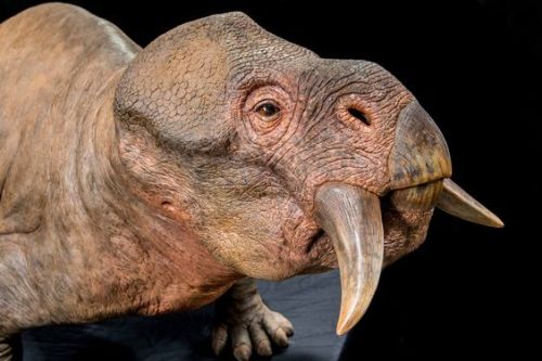 pangur-and-grim: singerin:  pangur-and-grim:  question: why does Ark Encounter, a religious propagan
