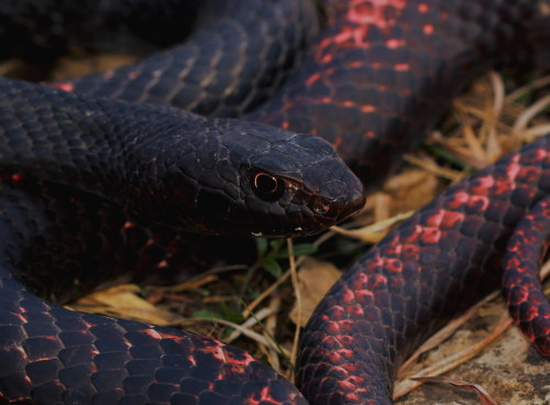 terranlifeform:Eastern coachwhip (Masticophis