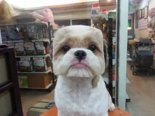 ultracutepets:  Taiwanese Dogs Are Getting Perfectly Square or Round Haircuts