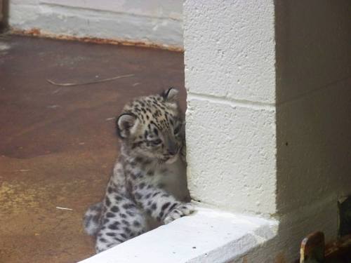 mizpollard:  zooborns:  First Snow Leopard in Over a Decade at Memphis Zoo The Memphis Zoo is closin