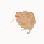 smiperkiwi