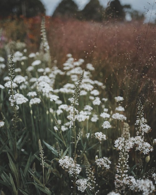 Instagram | Thewildwoodmoth