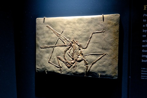 duverre:Pterodactyl, American Museum of Natural HistoryNew York City, New YorkSarah Gray
