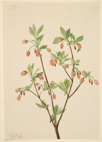 Menziesea (Menziesea glabella), Mary Vaux Walcott, 1907, Smithsonian: American Art MuseumSize: sheet