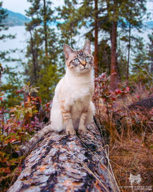 catsofinstagram:  From @millie_cat_official: “Wild heart ❤️” #twitterweek #catsofinstagram [source: https://instagr.am/p/B-saeC7hQnh/ ]