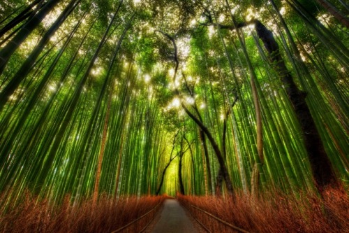 Bamboo forest in Japan