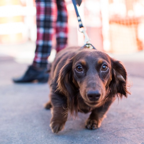 thedogist:Schnitzy, Dachshund (1 y/o), Washington Square Park, New York, NY